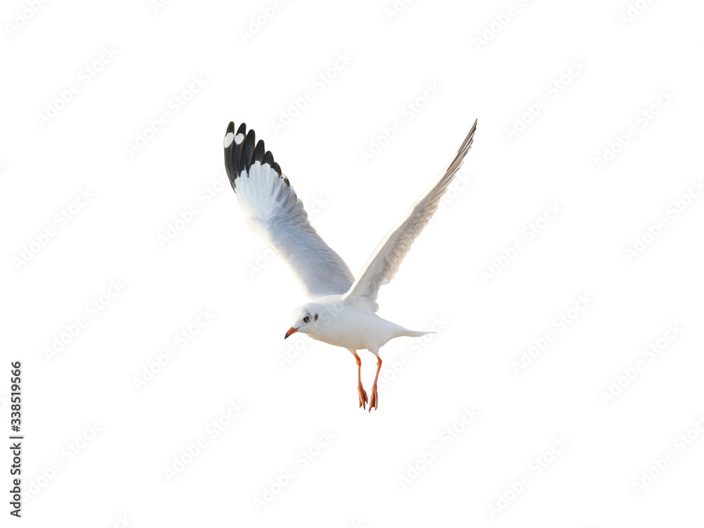 Fototapeta premium seagull in flight isolated on white with clipping path.