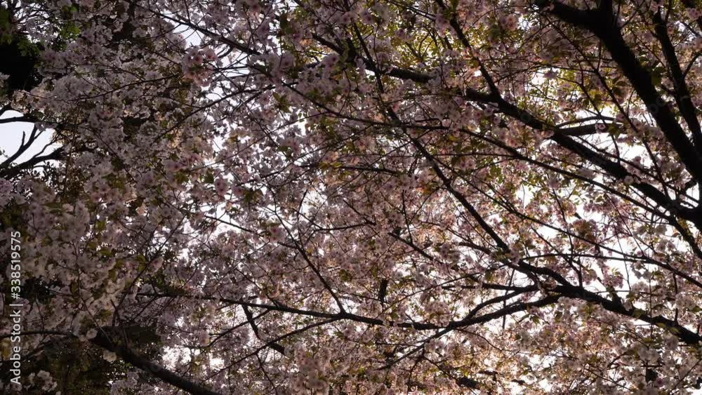 Blossom cherry tree crown, look up at small flowers on thin branches. Beautiful Hanami time at Japan during Spring months. Big old tree at Tokyo garden or temple Blossom cherry tree crown, look up at small flowers on thin branches. Beautiful Hanami time at Japan during Spring months. Big old tree at Tokyo garden or temple