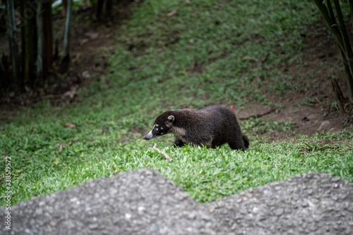 White-nosed coati, costa rica