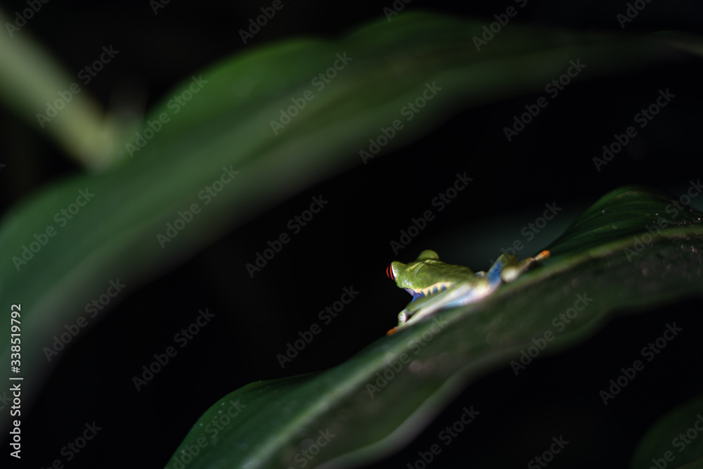 red-eyed tree frog sitting on leaf at night, from behind red-eyed tree frog sitting on leaf at night, from behind