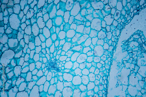 Microscopic image of tomato flesh cross-section