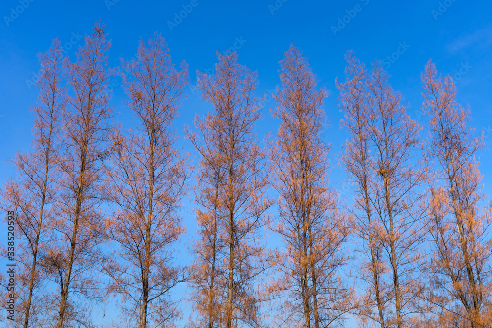 Pine tree over blue sky background