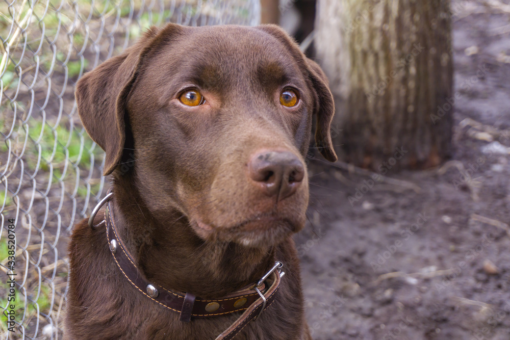 Close up portrait of brown labrador retriever dog looking attentively aside. Concept of pet asking for food or attention. Metal fence behind animal.