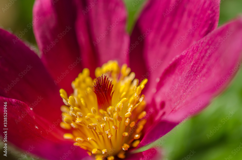 Close up shot of purple blooming pasqueflower (pulsatilla vulgaris). Beautiful petal of flower on a sunny day in spring. Close up shot of purple blooming pasqueflower (pulsatilla vulgaris). Beautiful petal of flower on a sunny day in spring.