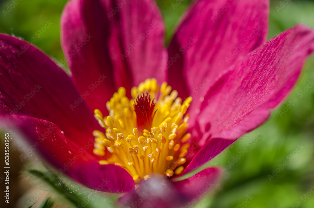 Close up shot of purple blooming pasqueflower (pulsatilla vulgaris). Beautiful petal of flower on a sunny day in spring. Close up shot of purple blooming pasqueflower (pulsatilla vulgaris). Beautiful petal of flower on a sunny day in spring.