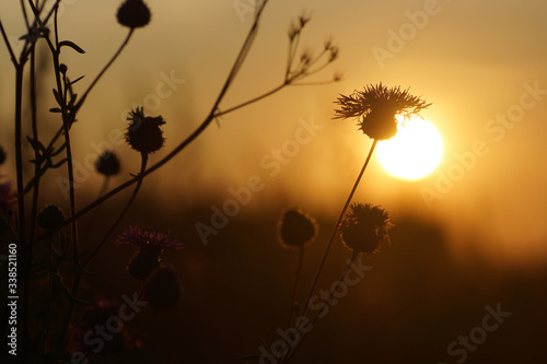 Flower in the setting sun