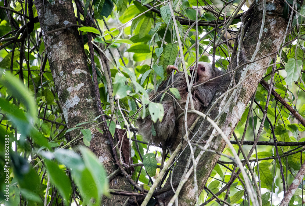 Two-toed sloth yawning in tree