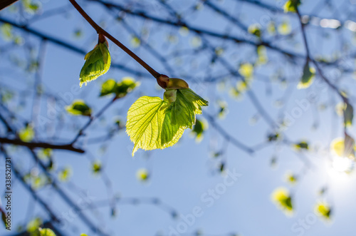 Close up shot of leaf emerging from bud on tree in spring with shallow depth of field. Concept of growth in nature. © Mario