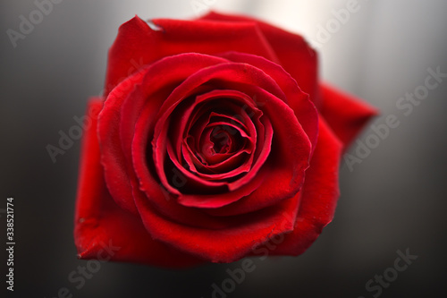 Fototapeta Naklejka Na Ścianę i Meble -  Red rose on a grey background, close up. Blank for postcard red rose on a grey background. Greeting card red rose.