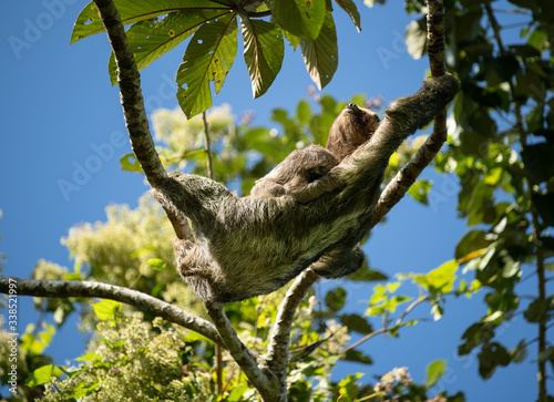 Sloth with baby, resting in tree, side profile