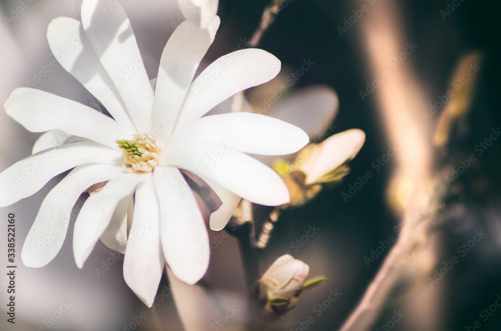 magnolia