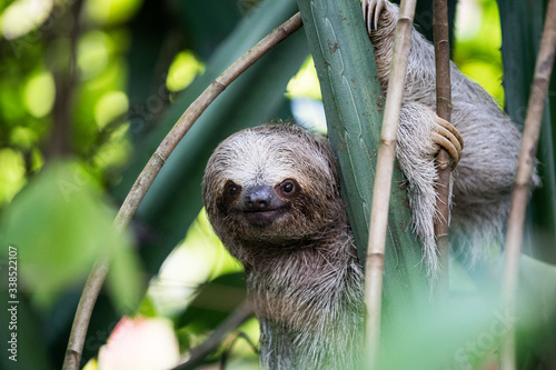 Close-up of three-toed sloth hanging from tree photo