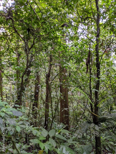 Costa Rica forest