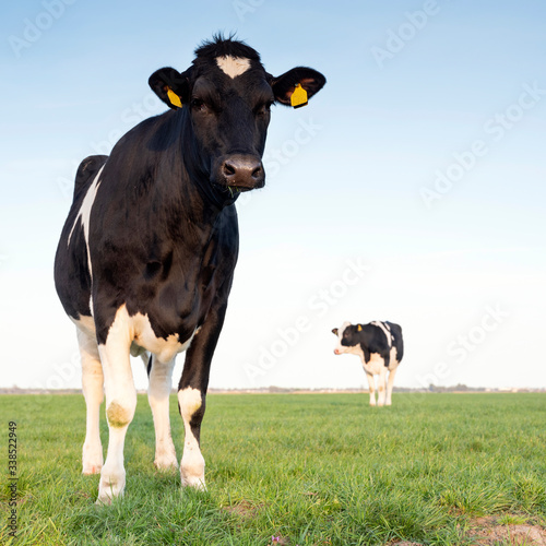 black and white cows in green grassy meadow under blue sky in holland © ahavelaar