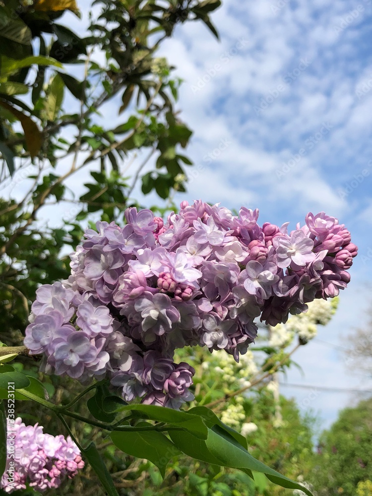 pink lilac flowers