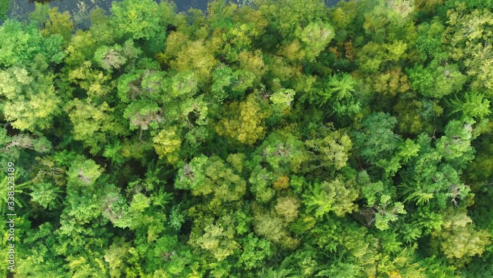 Forest seen from above, drone flying over tree tops, facing camera down, drone footage by DroneRune Forest seen from above, drone flying over tree tops, facing camera down, drone footage by DroneRune