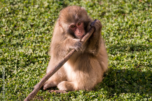Canvas Print macaque snow monkey chewing on stick