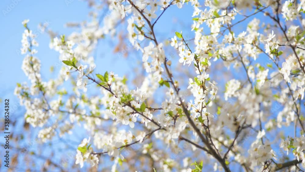 Spring flowers tree blossom open summer sun nature Spring flowers tree blossom open summer sun nature