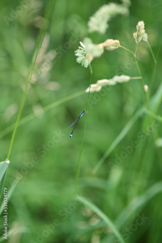 The macro photography of dragonfly at grass