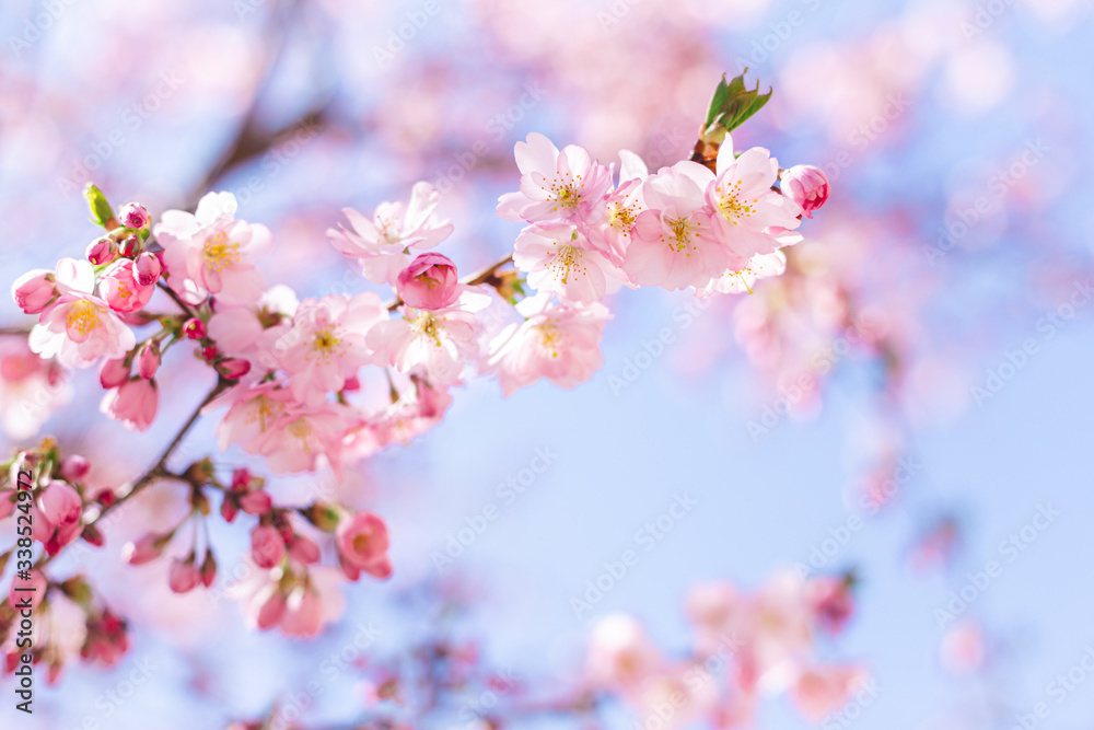 Amazing pink cherry blossoms on the Sakura tree in a blue sky. Amazing pink cherry blossoms on the Sakura tree in a blue sky.