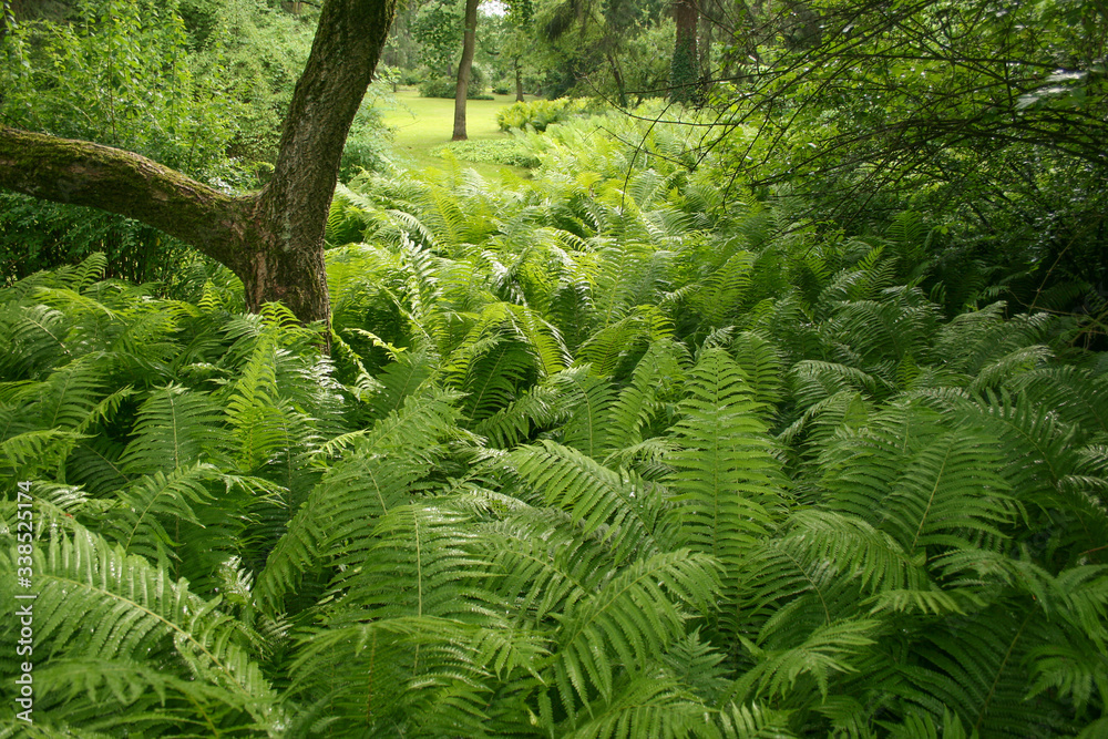 Fototapeta premium Lush ferns in the woods