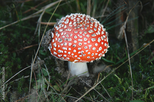 Red toadstool in the forest