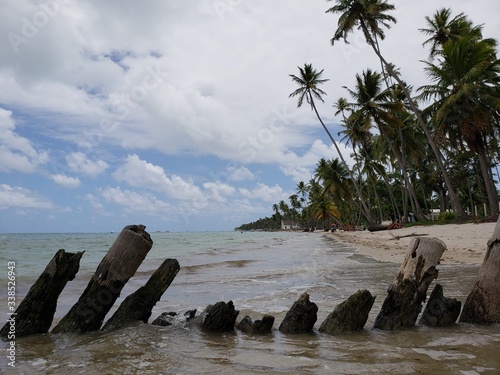 coqueiros, palmeiras, praia, paraíso, natureza, férias, 