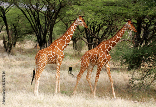 Photography Reticulated Giraffe in Samburu National Preserve, Kenya Africa