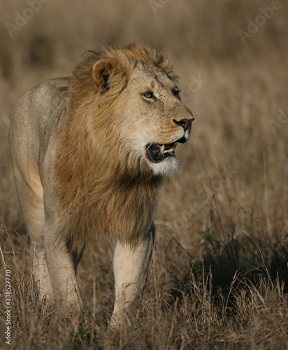 Lions on the Masai Mara Preserve  Kenya Africa