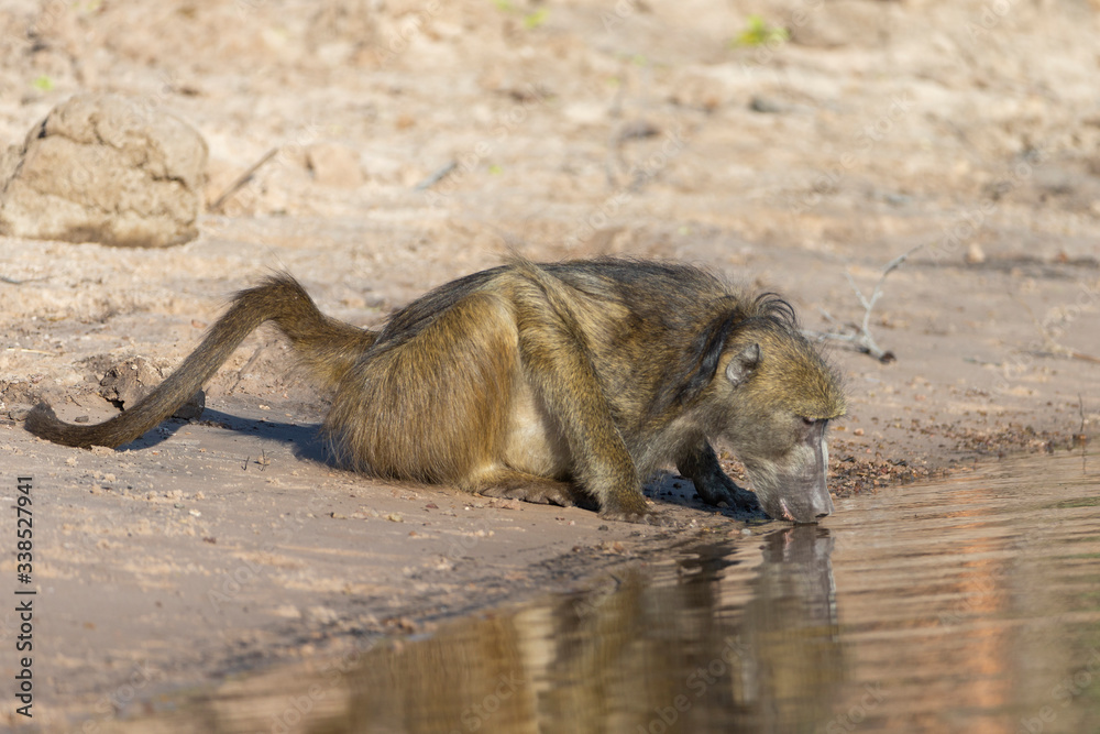 Fototapeta premium Chocma Baboons in Botswana Africa