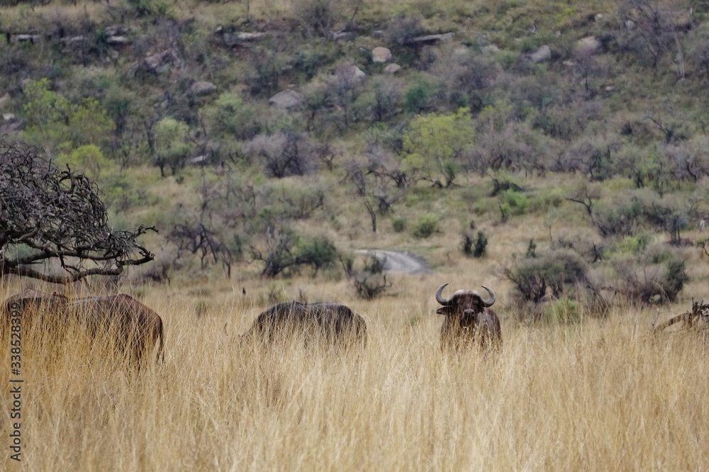 Bufallos hidden in the high grass at Nambiti Game Reserve Bufallos hidden in the high grass at Nambiti Game Reserve
