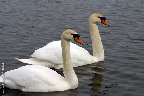 Mute Swans on  Ice Covered Hudson River 