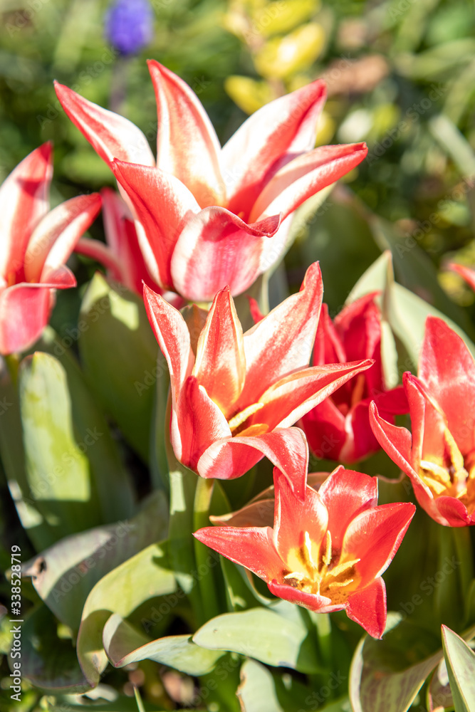 Fototapeta premium Red and white tulips during sunny spring day.