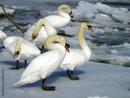 Mute Swans on  Ice Covered Hudson River 