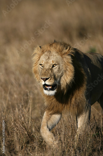 Lions on the Masai Mara Preserve, Kenya Africa