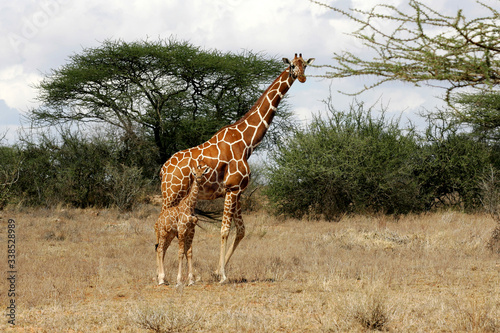 Reticulated Giraffe in Samburu National Preserve  Kenya Africa