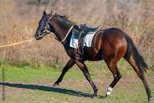 Trimming and training the horse. Natural background. © APHOTOSTUDIO