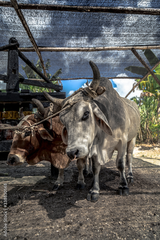 donkey in a farm