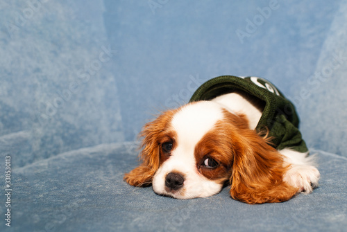 Tired sad dog lies on a blue armchair and looks at the camera. King Charles spaniel breed. Space for text.