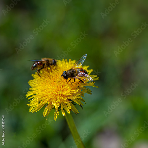 Bee drones collect nectar on dandelion flowers. Natural background.