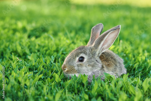 Grey rabbit sits in green grass outdoor
