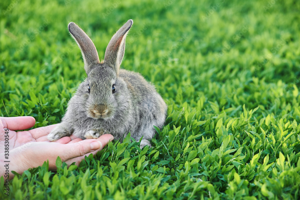 Obraz premium Female hands stroking a little grey rabbit