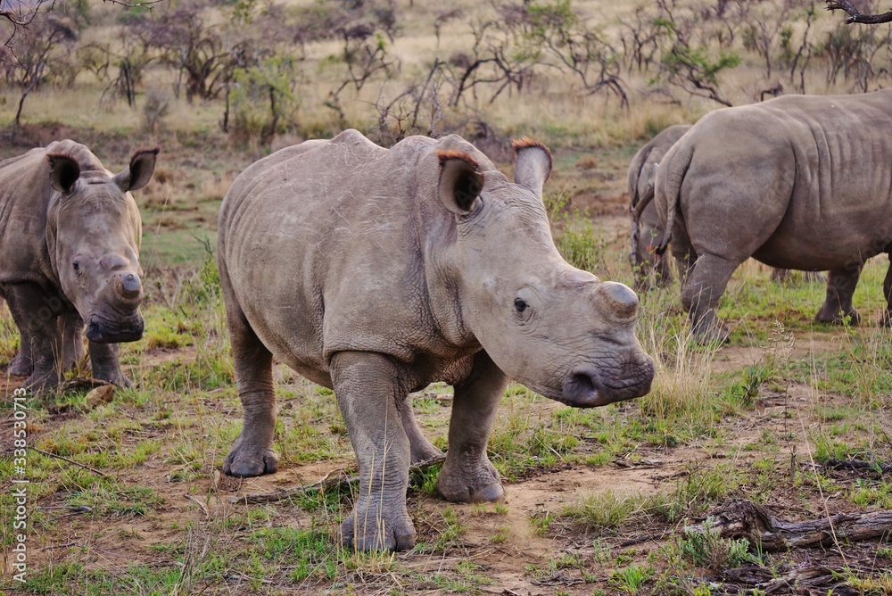 Rhinoceros walking through the savanna 