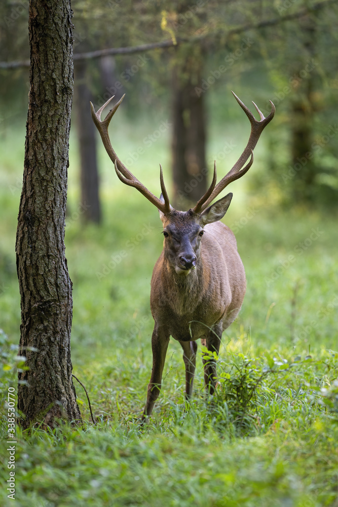 Naklejka premium Magnificent red deer, cervus elaphus, chewing in forest and standing by a tree. Vertical composition of wild herbivore with antlers looking from front view with copy space.