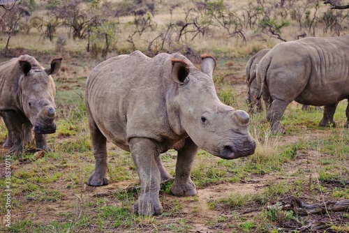 Rhinoceros walking through the savanna 