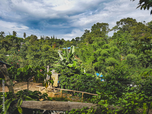 Palm leafes trees rain forest jungle village in up themountain hill north chiang mai Thailand photo