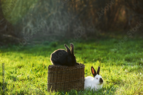 Two black and white rabbits in green grass outdoor