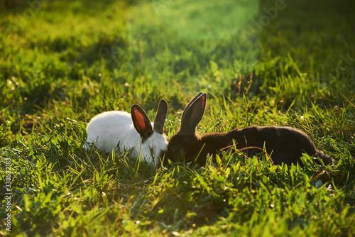 Two pet rabbits laying on grass outside