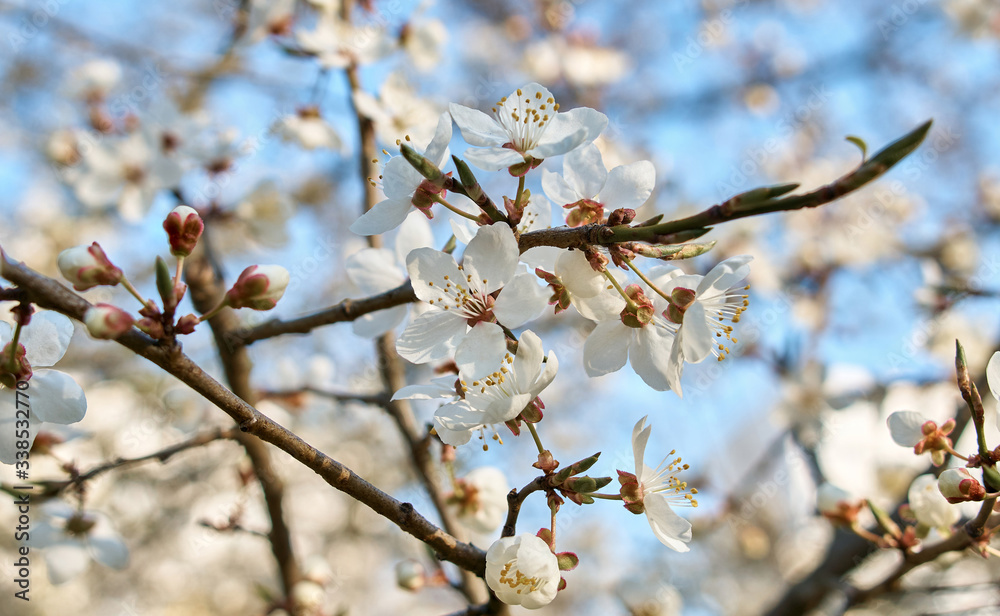 plum full blossom and the background of the blue sky ,white flowers in the spring plum full blossom and the background of the blue sky ,white flowers in the spring