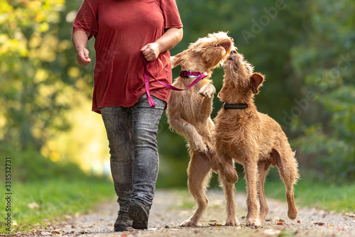 Young and old Magyar Vizsla. female dog handler is walking with her two funny and cheeky dog on the road in a forest
